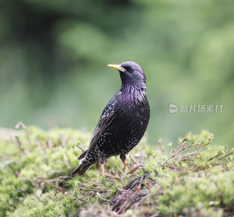 普通椋鸟(Sturnus vulgaris)